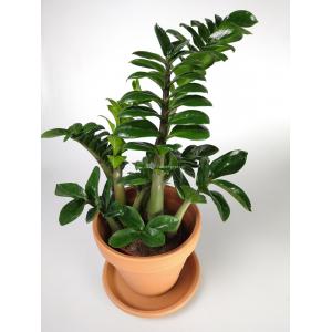 Zamioculcas zenzi S kamerplant in terracotta bloempot